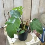 観葉植物 フィロデンドロン マヨイ 4号鉢(個体おまかせ1鉢) インテリアグリーン おしゃれ 可愛い かわいい 室内園芸