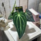 観葉植物 アンスリウム レガレ 3.5号ロング黒角鉢(個体おまかせ1鉢) インテリアグリーン おしゃれ 可愛い かわいい 室内園芸