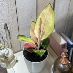 ショッピング多肉植物 観葉植物　アグラオネマ ラトソリックレッド 4号(個体おまかせ1鉢)　インテリアグリーン おしゃれ 可愛い かわいい 室内園芸