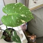 観葉植物 モンステラ タイコンステレーション 3.5号ロング(個体おまかせ1鉢) インテリアグリーン おしゃれ 可愛い かわいい 室内園芸