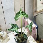 ショッピング多肉植物 観葉植物　アロカシア ロコ 3号ロングポット(個体おまかせ1鉢)　インテリアグリーン おしゃれ 可愛い かわいい 室内園芸