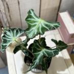 ショッピング観葉植物 観葉植物　アロカシア ロコ 3.5号ポット(個体おまかせ1鉢)　インテリアグリーン おしゃれ 可愛い かわいい 室内園芸