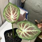 ショッピング多肉植物 観葉植物　カラジウム ワギュウ 3.5号(個体おまかせ1鉢)　インテリアグリーン おしゃれ 可愛い かわいい 室内園芸