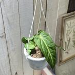 ショッピング多肉植物 観葉植物　アンスリウム ヴィレナオルム 4号吊り鉢(個体おまかせ1鉢)　インテリアグリーン おしゃれ 可愛い かわいい 室内園芸