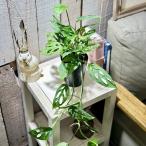  декоративное растение монстера akmina-ta3 номер длинный горшок ( особь случайный 1 горшок ) интерьер зеленый модный симпатичный симпатичный салон садоводство 