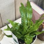 ショッピング多肉植物 観葉植物　クロコダイルファーン 4号鉢(個体おまかせ1鉢)　インテリアグリーン おしゃれ 可愛い かわいい 室内園芸
