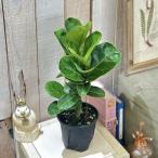  декоративное растение fi rental van Vino 4 номер горшок с разрезом ( особь случайный 1 горшок ) интерьер зеленый модный симпатичный симпатичный салон садоводство 