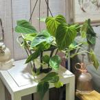  декоративное растение firoten Delon gi газ 5 номер подвешивание горшок ( особь случайный 1 горшок ) интерьер зеленый модный симпатичный симпатичный салон садоводство 