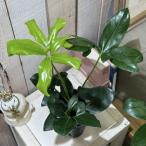 ショッピング観葉植物 観葉植物　フィロデンドロン ゴエルディ(ファンバン) 3.5号スリット鉢(個体おまかせ1鉢)　インテリアグリーン おしゃれ 可愛い かわいい 室内園芸