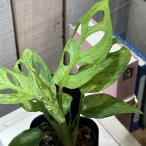 ショッピング多肉植物 観葉植物　モンステラ ラニアータ モットルドミント 3号硬質角鉢ロング(個体おまかせ1鉢)　インテリアグリーン おしゃれ 可愛い かわいい 室内園芸