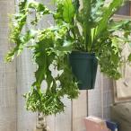  декоративное растение sida микро санки um Dragon Wing 5 номер разрез подвешивание горшок ( особь случайный 1 горшок ) Dragon wing интерьер зеленый модный симпатичный симпатичный 