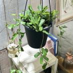  декоративное растение Hoya rotsundafo задний (rotsuntifo задний ) 5 номер разрез подвешивание горшок ( особь случайный 1 горшок ) интерьер зеленый модный симпатичный симпатичный салон садоводство 