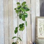 ショッピング多肉植物 観葉植物　ホヤ グロブローサ(グロボーサ) 5号ロング吊り鉢(個体おまかせ1鉢)　インテリアグリーン おしゃれ 可愛い かわいい 室内園芸