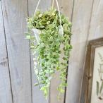 ショッピング多肉植物 観葉植物　斑入りディスキディア ヌンムラリア バリエガータ 2.5号吊り鉢(個体おまかせ1鉢)　インテリアグリーン おしゃれ 可愛い かわいい 室内園芸