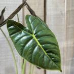 ショッピング多肉植物 観葉植物　アロカシア ゴールデンボーン 3号(個体おまかせ1鉢)　インテリアグリーン おしゃれ 可愛い かわいい 室内園芸