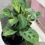 ショッピング多肉植物 観葉植物　マランタ ケルコビアナ バリエガータ 3号(個体おまかせ1鉢)　インテリアグリーン おしゃれ 可愛い かわいい 室内園芸