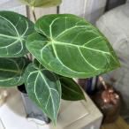 ショッピング多肉植物 観葉植物　アンスリウム ドラヤキ×エースオブスペード 3.5号(個体おまかせ1鉢)　インテリアグリーン おしゃれ 可愛い かわいい 室内園芸