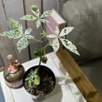 ショッピング多肉植物 観葉植物　パキラ ミルキーウェイ(斑入り) 3.5号硬質ポット(個体おまかせ1鉢)　インテリアグリーン おしゃれ 可愛い かわいい 室内園芸