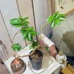 観葉植物　エバーフレッシュ 曲がり 2.5号ロング鉢(個体おまかせ1鉢)　インテリアグリーン 室内園芸 おしゃれ 可愛い かわいい