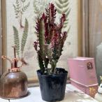 ショッピング多肉植物 多肉植物　ユーフォルビア セキリュウ 3号ポット(個体おまかせ1鉢)　インテリアグリーン 室内園芸 おしゃれ 可愛い かわいい