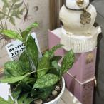 ショッピング多肉植物 観葉植物　ホヤ クラシック ペティオラータ スプラッシュ 3.5号スリット鉢(個体おまかせ1鉢)　インテリアグリーン 室内園芸 おしゃれ 可愛い かわいい