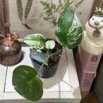 ショッピング観葉植物 観葉植物　モンステラ ホワイトモンスター(天津蘭) 3.5号ポット(現品)　インテリアグリーン 室内園芸 おしゃれ 可愛い かわいい