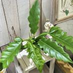  декоративное растение firoten Delon narrow 3.5 номер горшок с разрезом ( особь случайный 1 горшок ) интерьер зеленый салон садоводство модный симпатичный симпатичный 