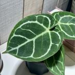 ショッピングベランダ 観葉植物　アンスリウム ドラヤキ(original×self) 3.5号スリット鉢(個体おまかせ1鉢)　インテリアグリーン 室内園芸 おしゃれ 可愛い かわいい