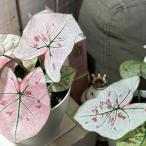 観葉植物　カラジウム ストロベリ