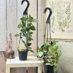  декоративное растение Hoya kauda-taa che Hoya Caudata Aceh 3 номер подвешивание горшок ( особь случайный 1 горшок ) интерьер зеленый салон садоводство модный симпатичный симпатичный 