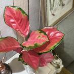  декоративное растение UGG laonemaAglaonema spp. вентилятор long красный 3 номер длинный прозрачный pot ( на данный момент товар ) интерьер зеленый салон садоводство модный симпатичный симпатичный 