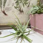  воздушный растения chi Land sia солнечный tiagoensis( особь случайный 1 горшок ) интерьер зеленый салон садоводство модный симпатичный симпатичный 