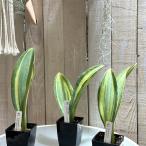 ショッピング鉢 観葉植物　サンスベリア(サンセベリア) マッソニア バリエガータ 3号角鉢(個体おまかせ1鉢)　インテリアグリーン 室内園芸 おしゃれ 可愛い かわいい