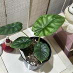 観葉植物　アロカシア ドラゴンスケール 3.5号ポット 細ラベル(個体おまかせ1鉢)　インテリアグリーン 室内園芸 おしゃれ 可愛い かわいい