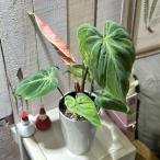  декоративное растение firoten Delon L шоко красный 4 номер длинный белый горшок ( особь случайный 1 горшок ) интерьер зеленый салон садоводство модный симпатичный симпатичный 