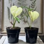 観葉植物　モンステラ デリシオーサ ホワイトモンスター 3号硬質ポット(個体おまかせ1鉢)　インテリアグリーン 室内園芸 おしゃれ 可愛い かわいい