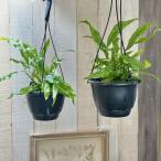  декоративное растение кенгуру мех n5 номер подвешивание горшок ( особь случайный 1 горшок ) интерьер зеленый салон садоводство модный симпатичный симпатичный 