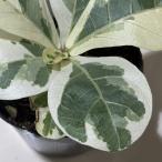 観葉植物　斑入りフィカス リラータ イヴォンヌ 3号ポット(個体おまかせ1鉢)　インテリアグリーン 室内園芸 おしゃれ 可愛い かわいい