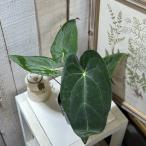 観葉植物　アンスリウム レッドダークフェニックス ハイブリッド 3.5号黒硬質ポット(個体おまかせ1鉢)　インテリアグリーン 室内園芸 おしゃれ 可愛い かわいい