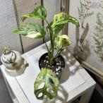 観葉植物　マドカズラ(アダンソニー) 斑入り 3号硬質ポット 個体A(現品)　インテリアグリーン 室内園芸 おしゃれ 可愛い かわいい