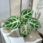  декоративное растение Anne потертость um гонг yaki× кружка nifi cam 3 номер горшок с разрезом ( на данный момент товар ) интерьер зеленый салон садоводство модный симпатичный симпатичный 