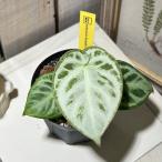 観葉植物　アンスリウム ドラヤキ シルバー 3.5号スリット鉢(個体おまかせ1鉢)　インテリアグリーン 室内園芸 おしゃれ 可愛い かわいい