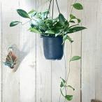 観葉植物　ホヤ クラシックペティオラータ スプラッシュ 4号吊り鉢(個体おまかせ1鉢)　インテリアグリーン 室内園芸 おしゃれ 可愛い かわいい