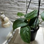  декоративное растение s gold dap подвеска Jade satin'jade satin'( особь случайный 1 горшок ) интерьер зеленый салон садоводство модный симпатичный симпатичный 