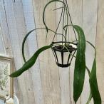 観葉植物　アンスリウム ビッタリフォリウム 5号吊り鉢(個体おまかせ1鉢)　インテリアグリーン 室内園芸 おしゃれ 可愛い かわいい