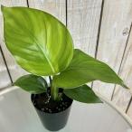  декоративное растение -тактный rely Cheer Nicola i( Augusta ) 3 номер твердость длинный ( особь случайный 1 горшок ) интерьер зеленый салон садоводство модный симпатичный симпатичный 