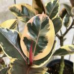  декоративное растение fika стойка neke5 номер твердость горшок с разрезом ( особь случайный 1 горшок ) интерьер зеленый салон садоводство модный симпатичный симпатичный 