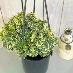  декоративное растение поли автомобиль s полный tiko-sa Varie ga-ta4 подвешивание горшок ( низ дыра нет ) ECO PLANTS( особь случайный 1 горшок ) интерьер зеленый салон садоводство модный симпатичный симпатичный 