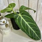  декоративное растение Anne потертость um vi Rena orum3 номер длинный твердость ( особь случайный 1 горшок ) интерьер зеленый салон садоводство модный симпатичный симпатичный 