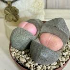  суккулентное растение [ царапина есть ]mesen Play мужской pillow s. мир. персик Taro 2.5 номер ( особь случайный 1 горшок ) интерьер зеленый салон садоводство модный симпатичный симпатичный 